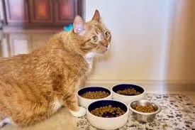 food routine for senior cats