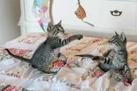 teaching cats to relax