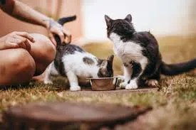 feeding schedule impacts cat behavior