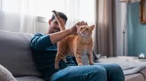 why cats sit with their back to you