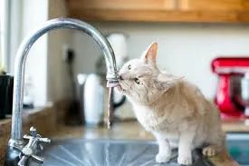 cat hydration