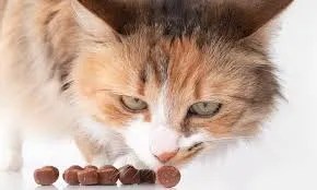 cats use smell memory to pick foods