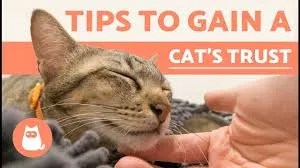 build trust with hands-off cats