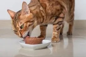 how cats judge food temperature before eating