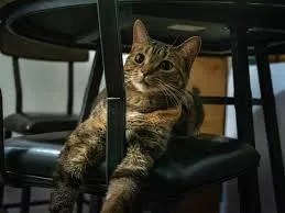 cat comfort distance
