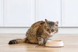 why cats reject food after vet visits