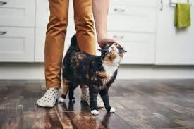 how cats read human body position