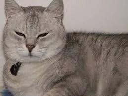 why cats stay close without contact