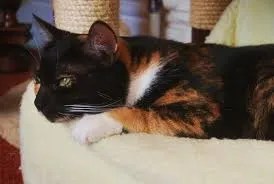 how cats react to routine breaks