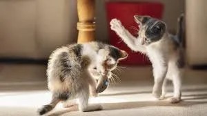 why cats stop mid-action