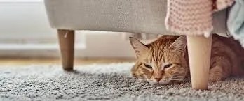 why cats hide physical strain