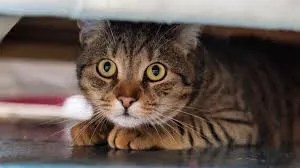 cats stay calm