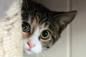 supporting confident behavior in quiet cats