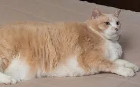 cats need balanced fat intake