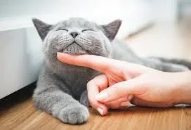 teaching calm greetings to excited cats