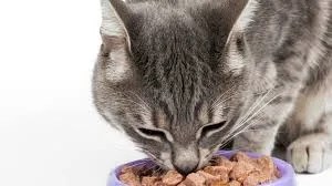 meat variety in cat diet