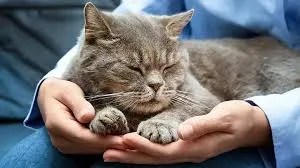 cats rest more before health decline