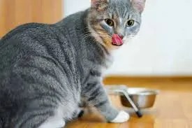 cat protein quality