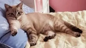why cats pause before entering rooms