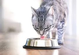 treat timing for cats