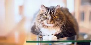 how healthy cats transition between activities
