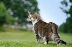 why cats pause mid-walk