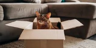 helping cats adjust to new furniture layouts