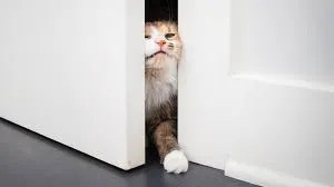 how cats test new objects safely