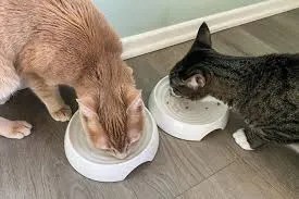 bowl placement for cats