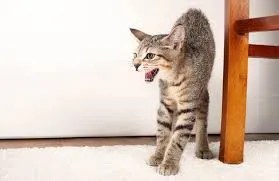how cats use body language to signal hunger