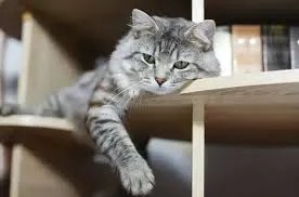 why cats watch from elevated angles