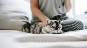 why cats sit near but not touch