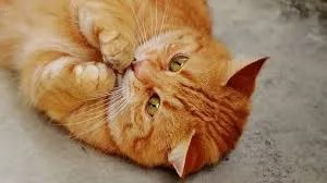 why cats delay reactions