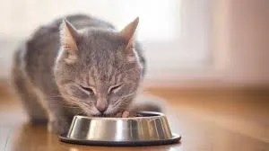 cat food detection