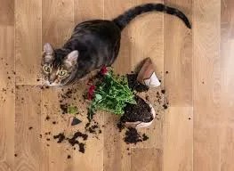how cats balance curiosity and caution
