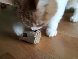 treat-dispensing ball for cats