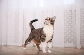 how cats build confidence slowly