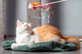 DIY cat wand