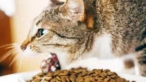 cat food detection