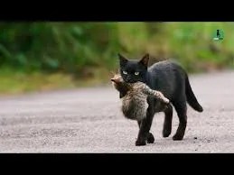why cats prefer familiar movement