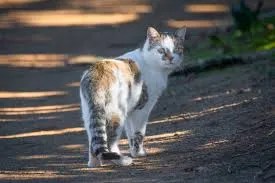 why cats look back while walking away