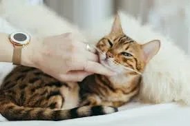 why cats watch before joining activity