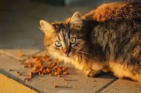cat food detection