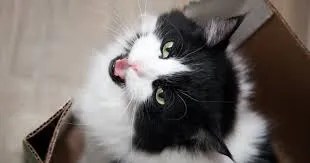 how cats process new sounds