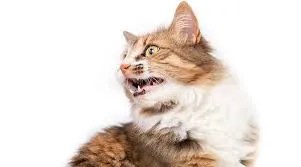 how cats respond to repeated sounds