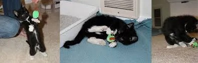 DIY hanging cat toy