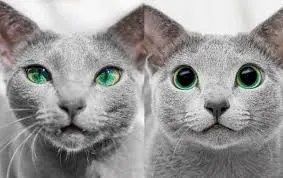 how cats react to changes in lighting