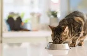cat food detection