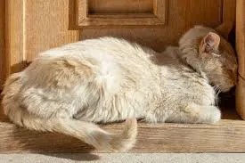 why cats step lightly on surfaces