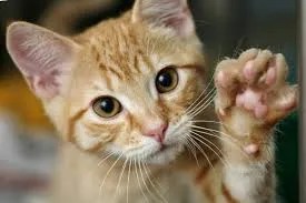 understanding healthy paw and limb use in cats